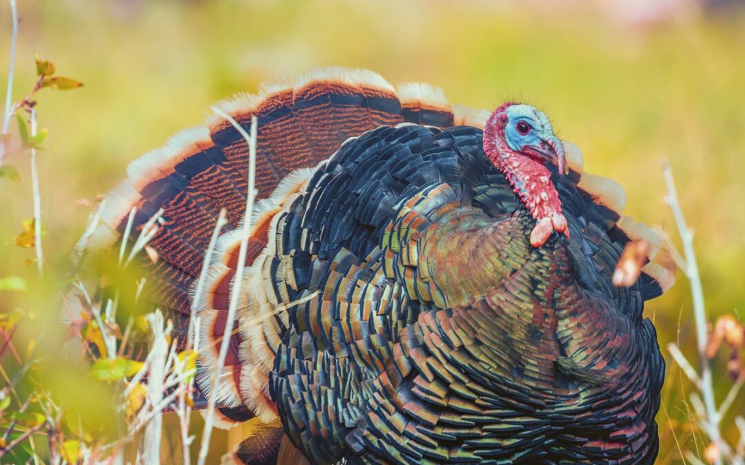 Reaching 50 and the turkey neck…